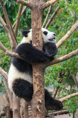 panda