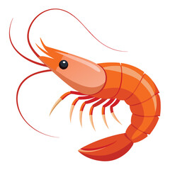 illustration of shrimp