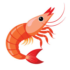 illustration of a shrimp