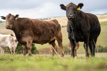 Stud Beef bulls and cows grazing on grass in a field, in Australia. breeds include speckle park, murray grey, angus, brangus and wagyu. beautiful farming landscape