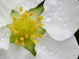 this a close-up macro shot of a aphid on a strawberry flower