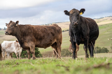 Stud beef angus and wagyu cows in a field on a farm in England. English cattle in a meadow grazing...