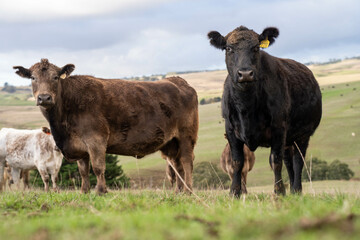 The Future of Livestock in Australian Agriculture: Sustainable Grazing, Technology, and Innovation for Environmental Resilience, cows grazing