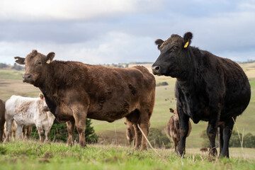Australian wagyu cows grazing in a field on pasture. close up of a black angus cow eating grass in a paddock in springtime in australia and new zealand