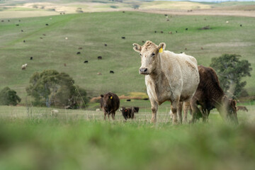Stud beef angus and wagyu cows in a field on a farm in England. English cattle in a meadow grazing on pasture in springtime. Green grass growing in a paddock on a sustainable agricultural ranch.