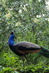 Obraz premium peacock in the woods