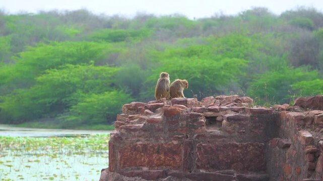 Indian Macaque monkeys sitting on a rock near a forest lake in van vihar of dholpur rajasthan in india
