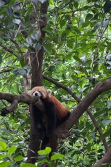 red panda in tree