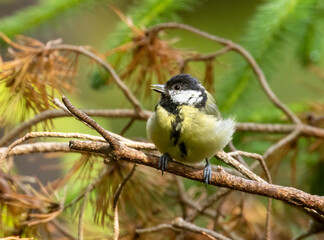Naklejka premium Juvenile great tit perched on a branch