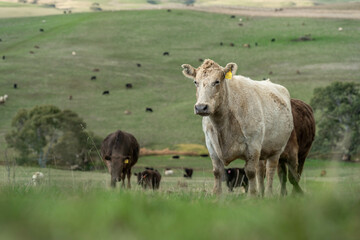 Naklejka premium Cows in a field on a farm in spring on green field