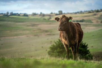 Stud Beef bulls and cows grazing on grass in a field, in Australia. breeds include speckle park,...