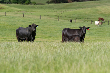 Cows in a field on a farm in spring on green field