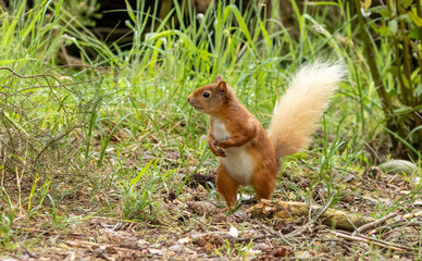 Curious little scottish red squirrel in the forest