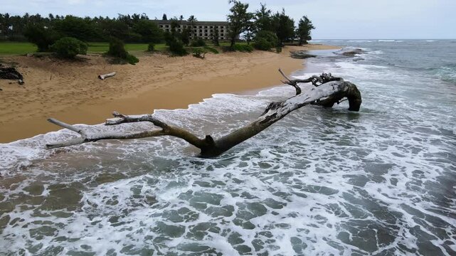 Waves Splash onto Moody Driftwood on beach on Kauai
