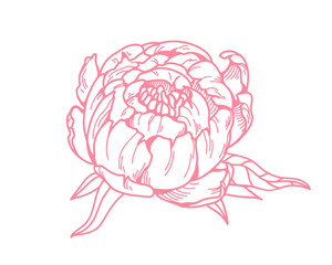 Peony bud. Outlined engraved flower blossom. Vintage retro style botanical drawing. Blooming plant, floral design element. Contoured etched hand-drawn vector illustration isolated on white background