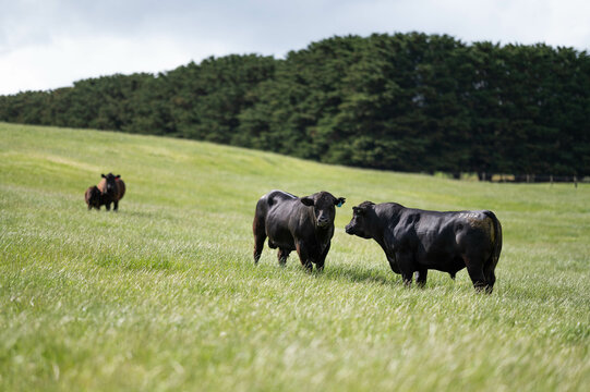Beef cows and calves grazing on grass on a beef cattle farm in  Australia. breeds include murray grey, angus and wagyu. sustainable agriculture practice storing carbon in australia