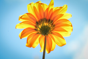 Sun shining through golden flower