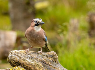 Colourful Jay corvid bird in the forest