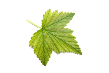 Currant green leaves isolated on the white background. Top view.