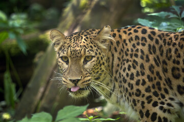 Anatolian leopard (Panthera pardus tulliana), also called Persian leopard and Caucasian leopard, portrait of an adult female on a green background.