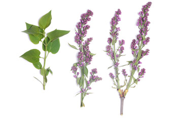 Lilac stem with blooming flowers isolated on the white background. Top view.