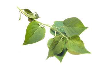 Lilac tree stem with green leaves isolated on the white background. Top view.