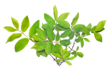 Honeysuckle, woodbine, woodbind tree branch with green leaves isolated on the white background. Top view.