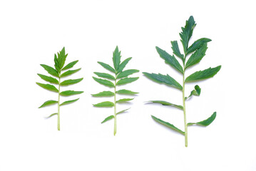 Green plant leaves isolated on the white background. Top view.