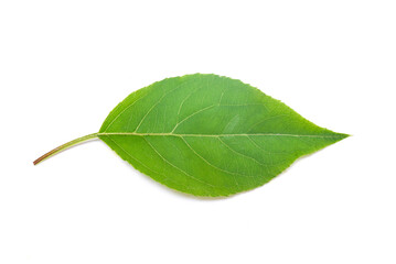Wild apple green leaves isolated on the white background. Top view.