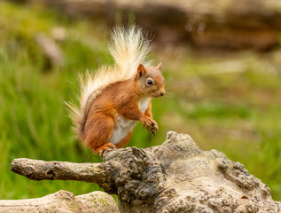 Curious little scottish red squirrel in the forest
