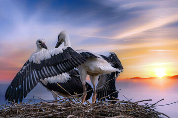 Zwei Jungstörche im Abendrot
