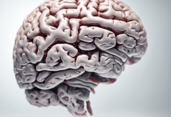 Naklejka premium side left concept right white background brain human three dimensional design thinks idea brainstorm business creative psychology science art banner mind