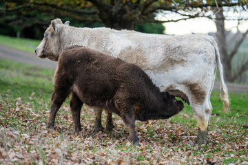 Cows in a field on a farm in spring on green field