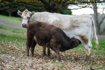 Stud Beef bulls and cows grazing on grass in a field, in Australia. breeds include speckle park, murray grey, angus, brangus and wagyu. beautiful farming landscape