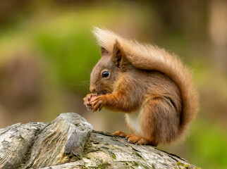 Red squirrel in the forest eating a nut