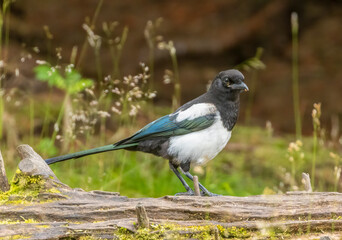 Magpie standing on a fallen tree trunk in the woodland