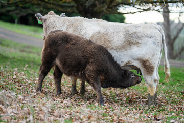 Stud Beef bulls and cows grazing on grass in a field, in Australia. breeds include speckle park,...