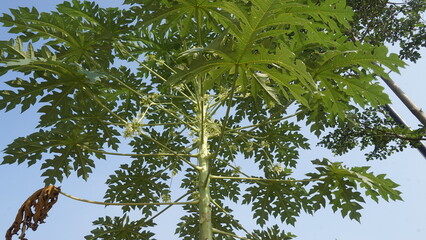 Green papaya tree against blue sky background in a recreational park
