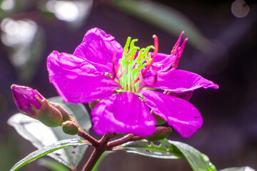 Naklejka premium Malabar melastome, a purple flower in nature, a tree that is a symbol of a lush forest. of the tropical forest
