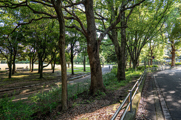 横浜の街ー公園03