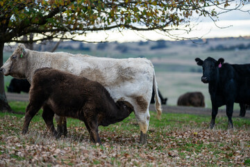 Beef cows and calves grazing on grass on a beef cattle farm in  Australia. breeds include murray...