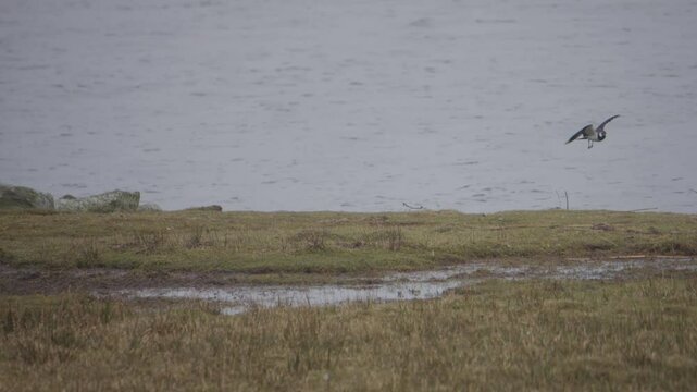 Northern Lapwing Takeoff from Lake, Birding in Scandinavia scene
