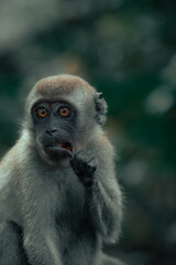 Eating Monkey in Singapores Jungle