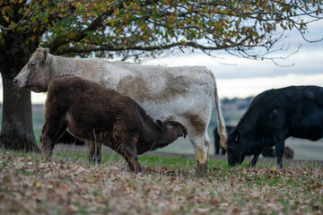 Sustainable Agriculture Practices: Enhancing Ecosystems, Livelihoods, and Resilience through Holistic, Carbon-neutral Approaches grazing cows and bulls on pasture