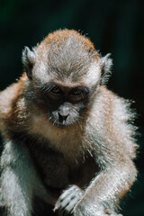 Singapores Jungle Apes