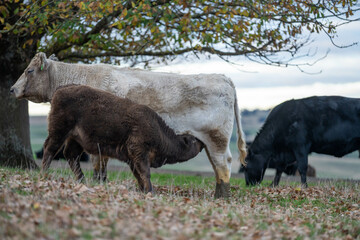 Stud Beef bulls and cows grazing on grass in a field, in Australia. breeds include speckle park, murray grey, angus, brangus and wagyu. beautiful farming landscape