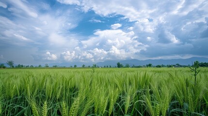 Indian rural landscape with green wheat farm closeup of plants under blue sky Village farmland scene in India with cloudy background and copy space