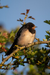 Young Barn Swallow