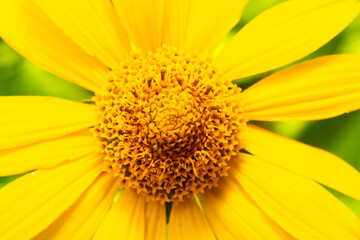 yellow flower closeup