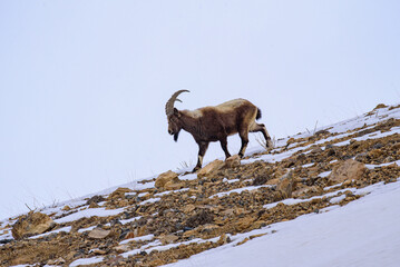 Himalayan ibex is a magnificent species of wild goat walk on the snow st Spiti valley, India.